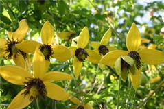 کلماتیس پوست پرتقالی